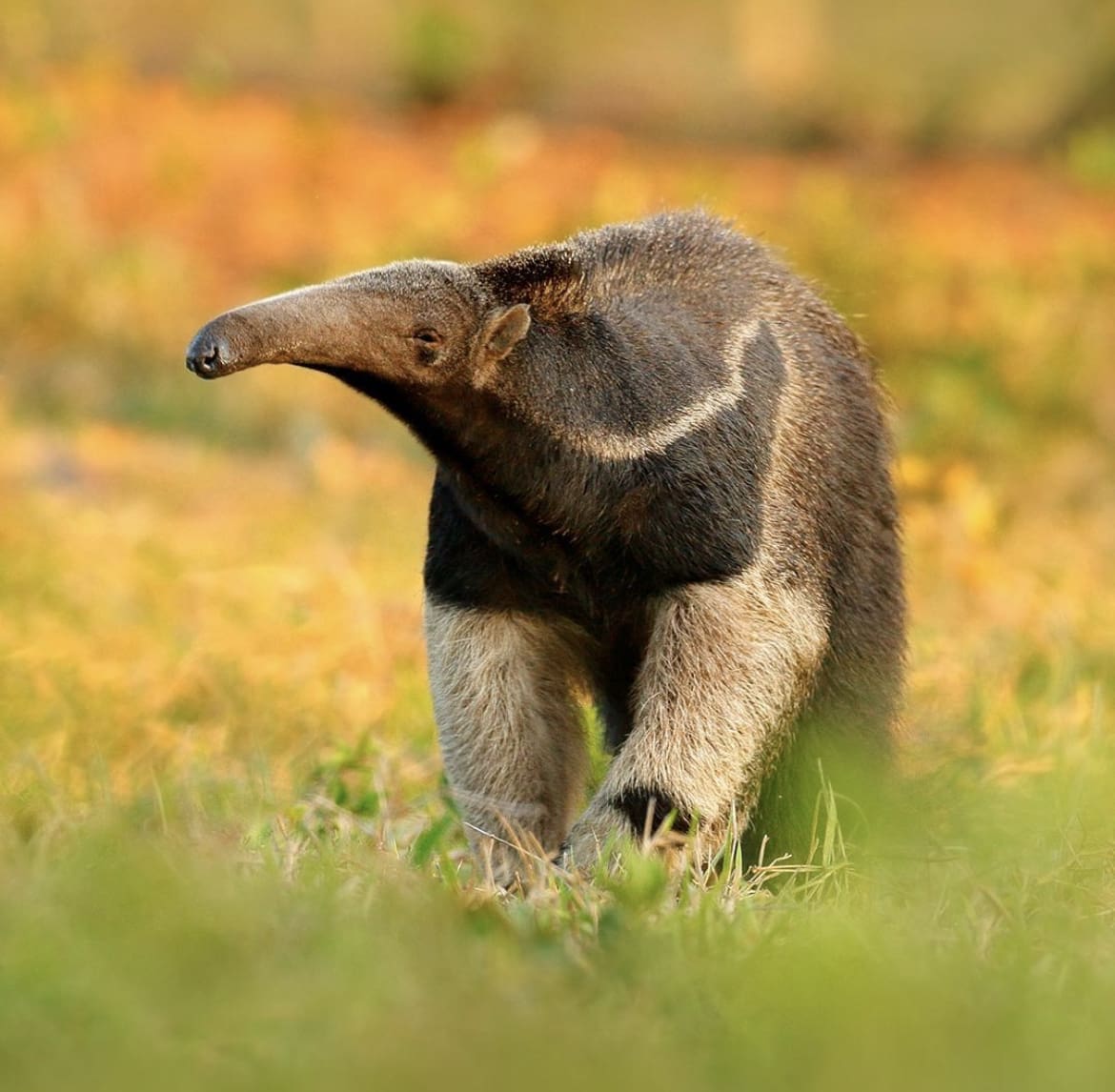 Wildlife in the amazon